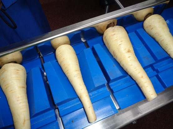 Parsnips loaded into the machine